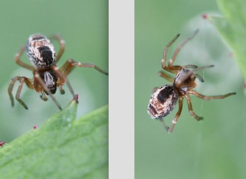 Dictyna uncinata